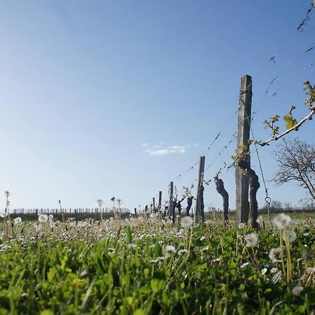 Entre Pierre Et Vigne - Charming Former Winery Farmhouse With Hot Tub & Swimming Pool Монестье Экстерьер фото
