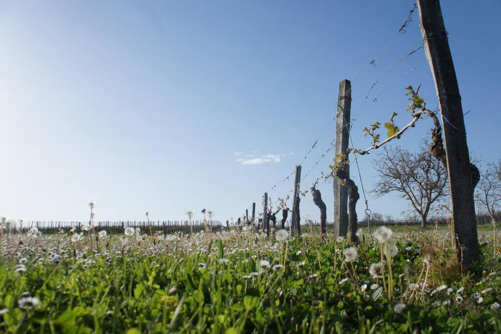 Entre Pierre Et Vigne - Charming Former Winery Farmhouse With Hot Tub & Swimming Pool Монестье Экстерьер фото